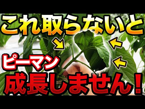 【早く知りたかった】ピーマン栽培で大量収穫するためにこの時期にやる〇〇作業について。