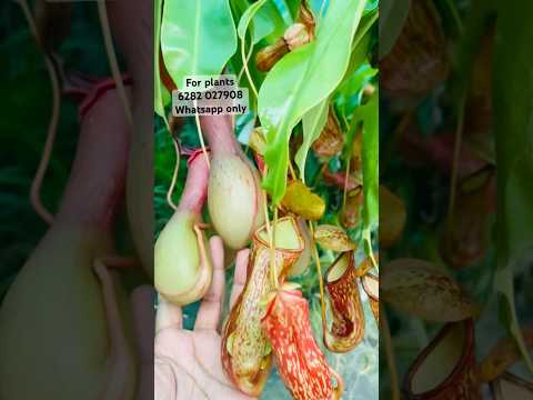 ഇരപിടിയൻ ചെടി Pitcher plant #pitcherplants #pitcherplant