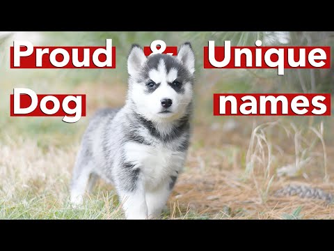 UNIQUE AND PROUD MALE DOG NAMES you've never thought of | 2021