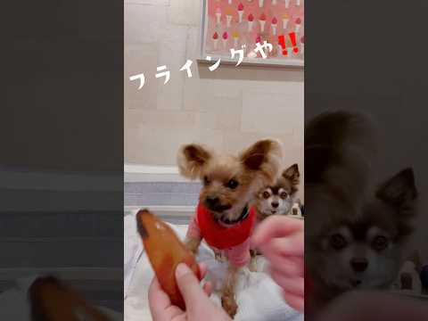 喜び方が可愛い❤️それほど美味しいおやつ🐶💕🐶