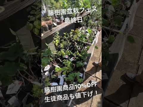 藤樹園盆栽フェス最終日がお得です🉐