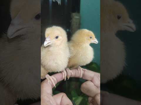 Smallest chicks chirping - baby chicken sound - cute and beautiful chicks #birds #cute #animals