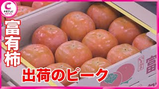 【富有柿】　出荷ピーク　岐阜県特産・柔らかく、強い甘みが特徴　岐阜・本巣市