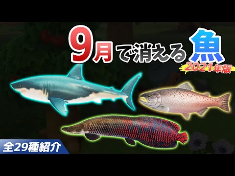 【あつ森】9月で消える魚を全て紹介！魚影や出現時間・条件・値段・釣り方のコツも徹底解説！サメやピラルク、キングサーモンなどレア魚を効率よく釣る方法【あつまれどうぶつの森　9月魚図鑑コンプリート】