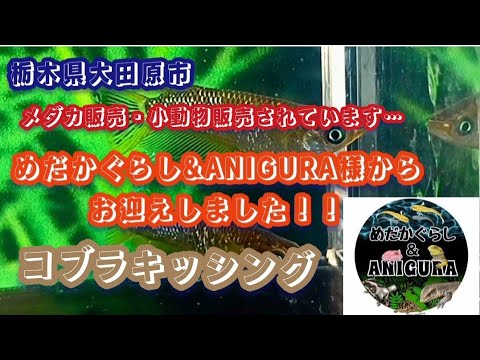 【改良めだか】コブラキッシング！！栃木県大田原市 めだかぐらし&ANIGURA様からお迎えしました！#メダカ #めだか #大田原メダカ#栃木メダカ #めだかぐらし