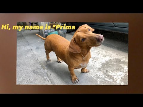 Hello, my name is Prima ...Dachshund / Basset