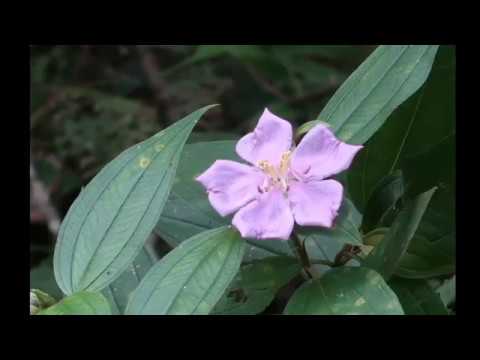 2019 05 31 仁山植物園