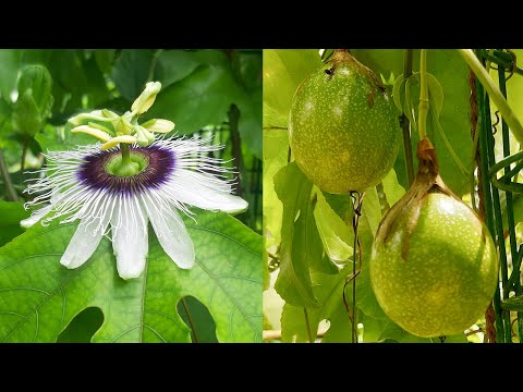 How to pollinate Passion Fruits / passion fruit pollination  / Learn Gardening