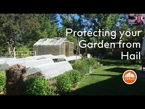 Hail Protection Strategies for Raised Beds and Tall Crops