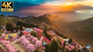 The most beautiful cherry blossom sunset in Taiwan