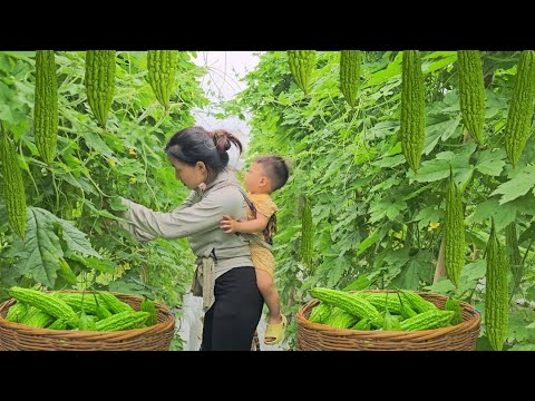 Single mother living in the forest: Harvesting Bitter Melon - Night - Catching Stone Crabs