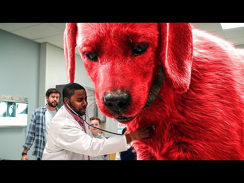 Despertar con un lindo cachorro gigante | La escena más divertida de Clifford, el perro rojo 🌀 4K