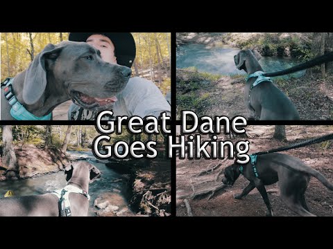 Great Dane Goes Hiking