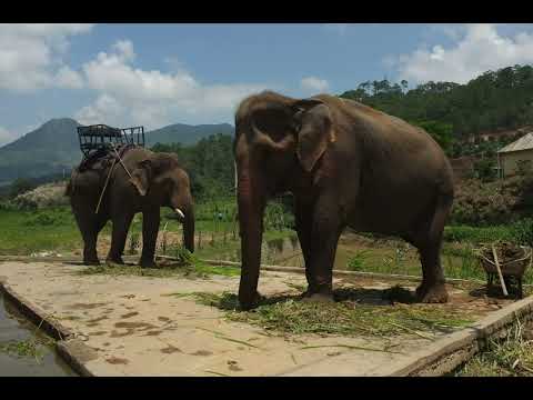 "Vietnam Unveiled: A Journey Through Culture and Nature"