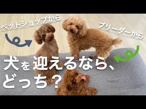 ペットショップから？ブリーダーから？犬を迎えるなら、どっち？