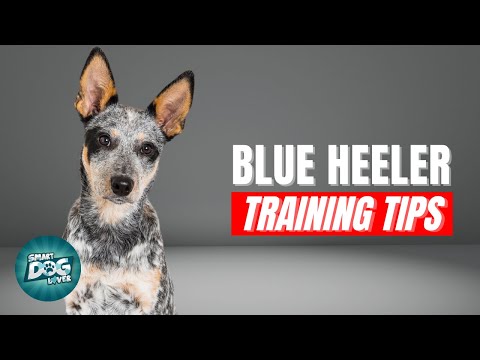 How to Train Your Blue Heeler | Best Blue Heeler Puppy Training Tips