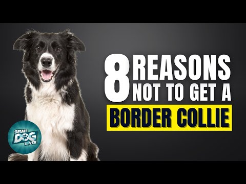 8 Reasons Why You SHOULD NOT Get a Border Collie