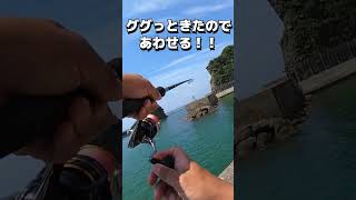 泳がせ釣りで大物を狙う！ #shorts #泳がせ釣り