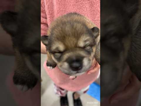 【保護犬なずな】1番大きい茶色の子犬紹介🐶ムクムクまん丸男の子♪