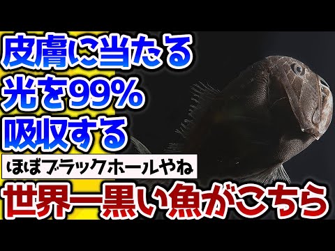 【2ch動物スレ】光を吸収する黒い深海魚が発見される！→黒い塗料で目がおかしくなるわ【なんj】 #生き物 #2ch