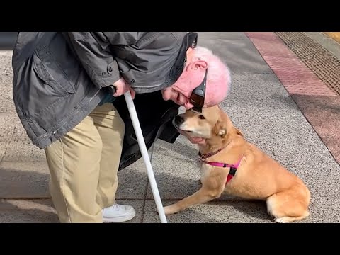 ¡LOS MEJORES videos de gatos, perros y humanos! | Las mascotas más DIVERTIDAS