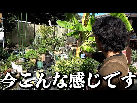 これが9月のラボの現状です【カーメン君】【園芸】【ガーデニング】