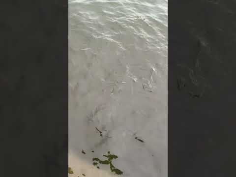 Fishes in lake