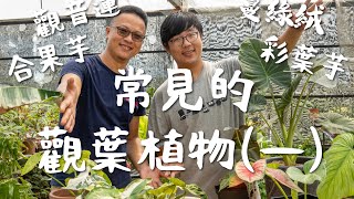 植人系列｜常見的觀葉植物(一)：合果芋、彩葉芋、蔓綠絨、觀音蓮