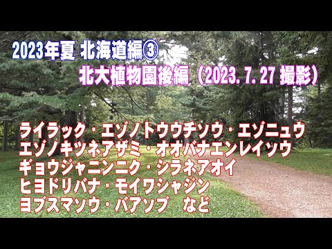 2023年夏 北海道編③ 北大植物園後編(ｴｿﾞﾉﾄｳｳﾁｿｳ、ｴｿﾞﾉｷﾂﾈｱｻﾞﾐ、ｷﾞｮｳｼﾞｬﾆﾝﾆｸ、ﾓｲﾜｼｬｼﾞﾝ、ﾊﾞｱｿﾌﾞほか多数)