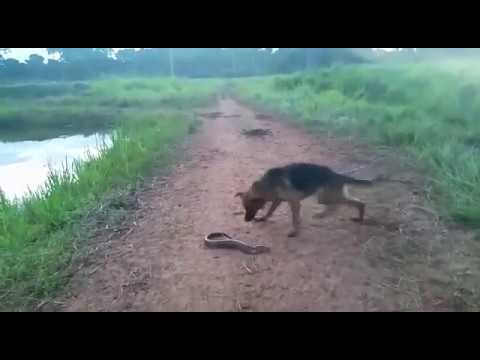 DOG GETS SHOCKED BY ELECTRIC EEL