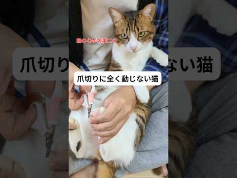 爪切りに全く動じない猫がこちらです。。。#猫 #保護猫 #ねこ #cat #shorts