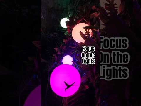 Focus On the Lights #asmr #relax #soothing