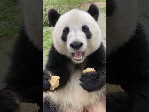 パンは馒头を食べます
Panda eating steamed bread
#shorts #ASMR