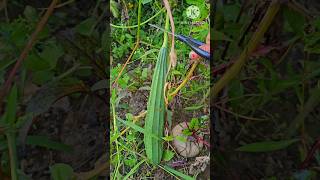 Ridge Gourd harvest in my garden usa  #beerakaya  #usagarden