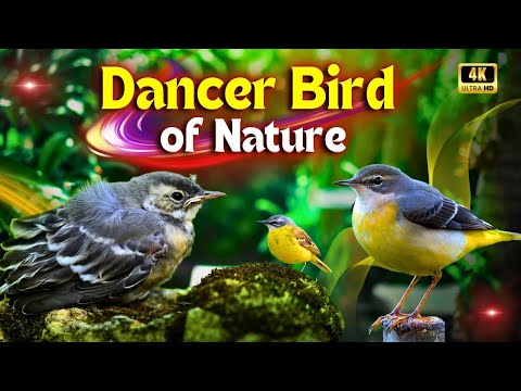 Wagtail Bird's Documentary | Graceful Dancer Bird of Nature | Creative Nature