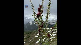 太热了,看一下这个降降温,Banff,summer, 夏天,远足,#hiking  #snow #mountains #trip #winter #冬季 #adventure