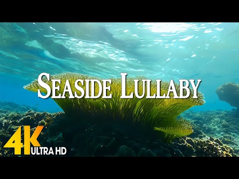 Seaside Lullaby - Starry Sky