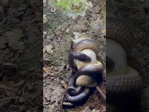 #kingcobra #kingkobra #cobrasnake hổ hành và chuột đồng #snake #youtubeshorts