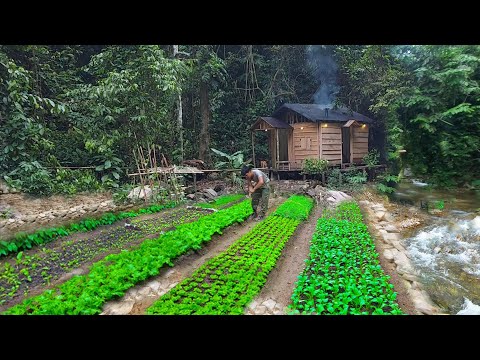 2 year living off grid in forest, gardening,harvesting jackfruit,asparagus, pineapple to market sell