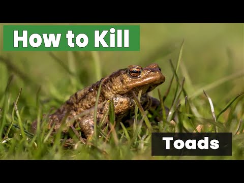 How to Kill Toads: The Ultimate Guide!