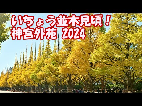 【4K】神宮外苑いちょう並木2024