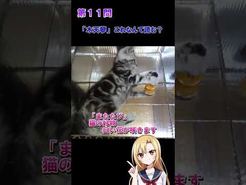 猫好きならわかる猫雑学クイズ！第１１問、第１２問　#猫 #雑学 #姫華のアメショーワールド