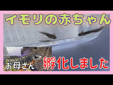 まるでウーパールーパー！？イモリの赤ちゃん見たことありますか？