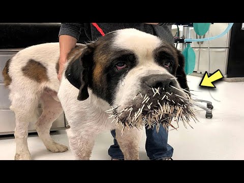 Hapless St Bernard dog left with face full of quills after trying to befriend porcupine