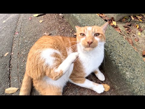 A cat meows in a cute voice to invite humans to play