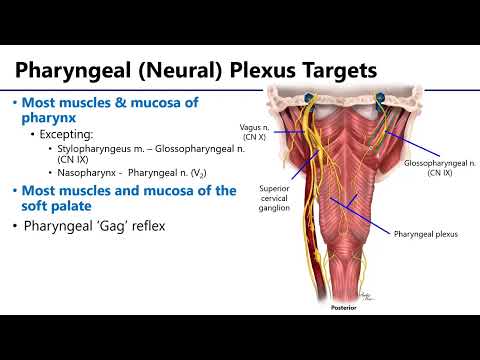 Pharyngeal Plexus LO8 - M1 Anatomy Learning Objectives