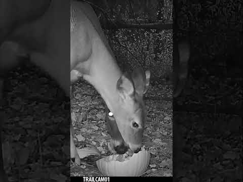 HAPPY HALLOWEEN! Watch a doe and her fawn celebrate with a Pumpkin Treat! #wildlife #halloween #deer