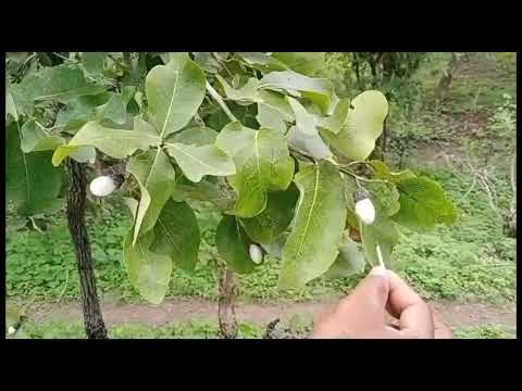 Amazing 🤩 Plant Auto get fire match stick near this flower | Real Tella Jeedi Ginjalu