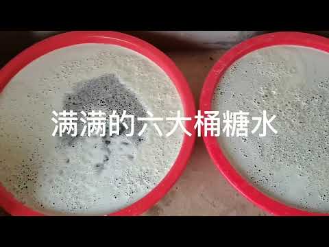 乡下吃不完的甘蔗熬成的红糖#甘蔗红糖 #传统手艺 #三农