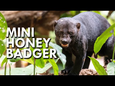 Tayra: The Honey Badger of South America